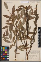 Foto von Salix daphnoides Vill.